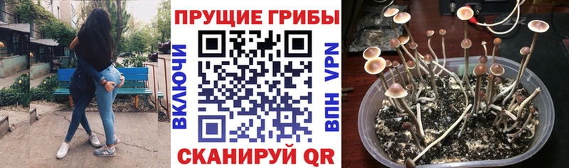 закладка  Хадыженск  Галлюциногенные грибы прущие грибы 